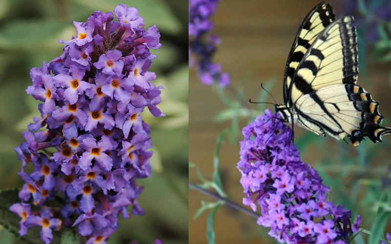  Buddleia Flutterby Petite Blue Heaven Dwarf Butterfly Bush - 3 Gallon Pot