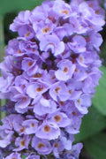  Buddleia Flutterby Petite Blue Heaven Dwarf Butterfly Bush - 6 Pack Of 1 Gallon Pots