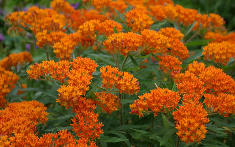  Orange Butterfly Milkweed - Asclepias Tuberosa - 1 Gallon Pot