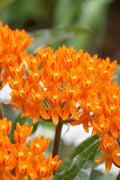  Orange Butterfly Milkweed - Asclepias Tuberosa - 1 Gallon Pot