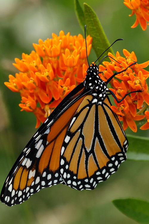 Orange Butterfly Milkweed (Asclepias Tuberosa) - 2.5 Quart Pot