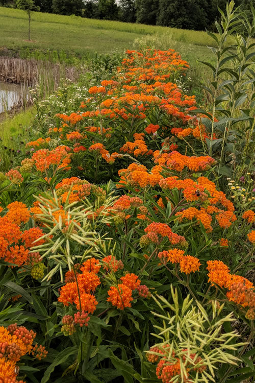  Orange Butterfly Milkweed - Asclepias Tuberosa - 10 Pack Of Quart Pots