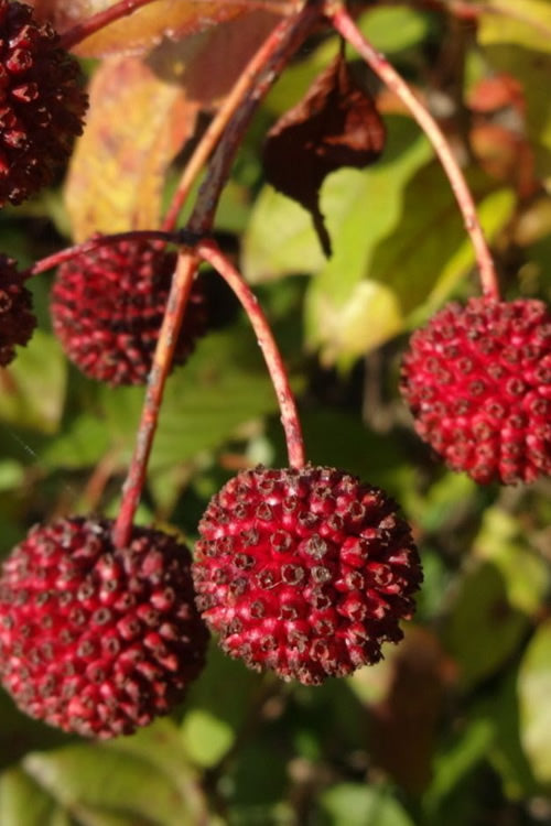  Adina Rubella Buttonbush - 3 Gallon Pot