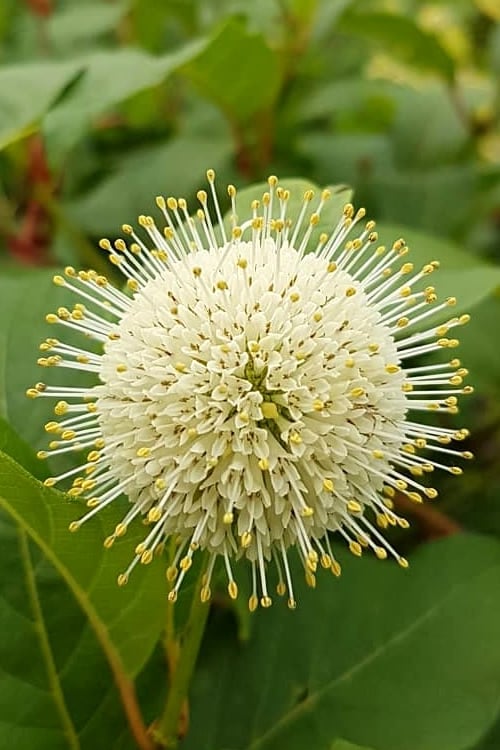  Fiber Optics Buttonbush (Cephalanthus Occidentalis 'Bailoptics') - 3 Gallon Pot