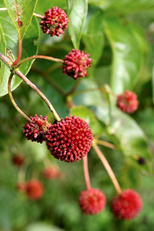  Sugar Shack Fragrant Dwarf Buttonbush (Cephalanthus Occidentalis) - 1 Gallon Pot