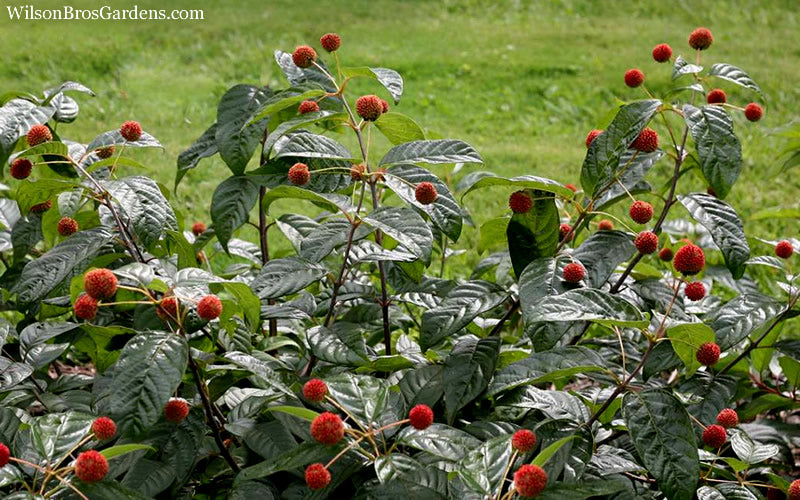  Sugar Shack Fragrant Dwarf Buttonbush (Cephalanthus Occidentalis) - 1 Gallon Pot