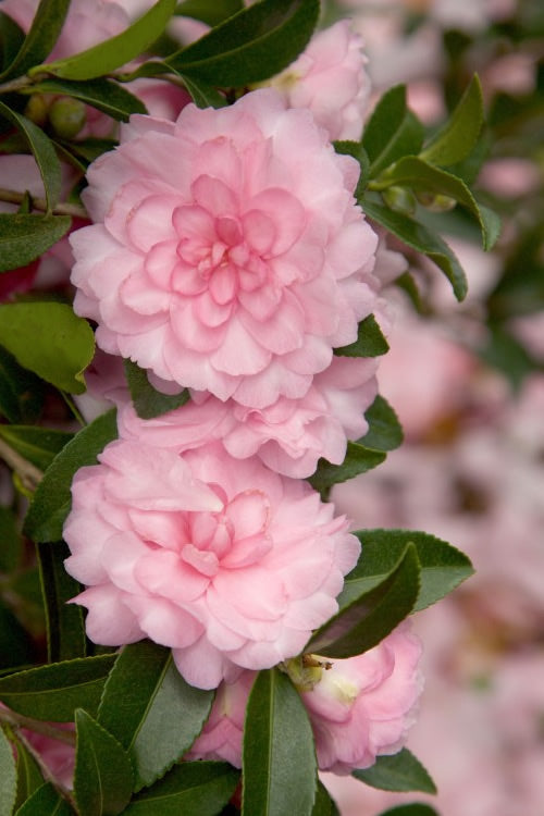  October Magic Pink Perplexion Camellia - 2 Gallon Pot