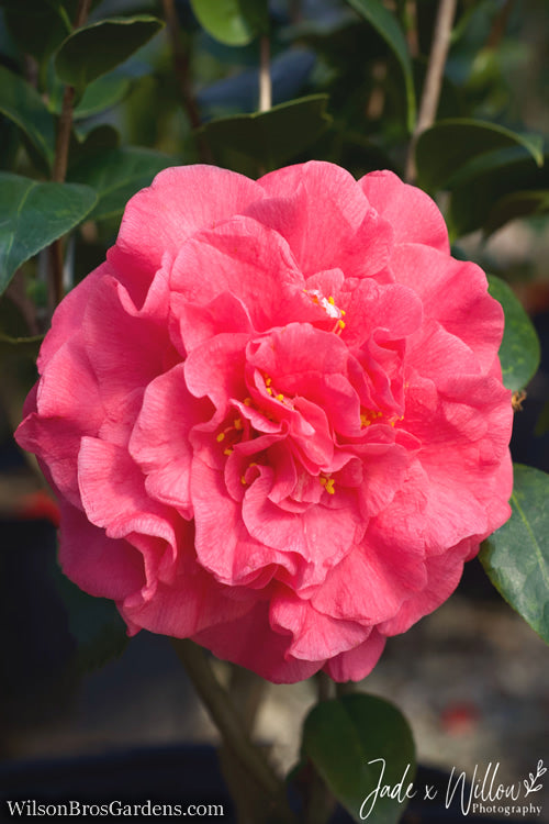  Ack-Scent Fragrant Pink Camellia Japonica - 3 Gallon Pot