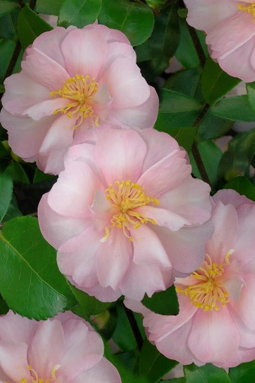  Agnes O Solomon Camellia Sasanqua - 3 Gallon Pot
