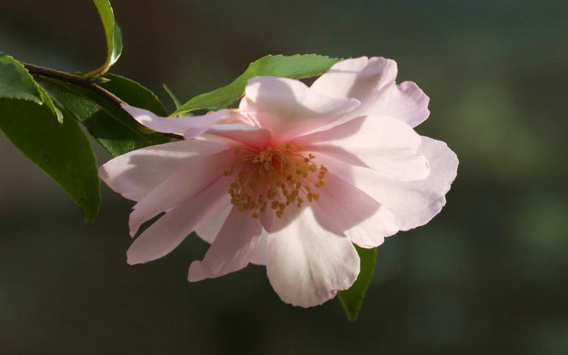  Agnes O Solomon Camellia Sasanqua - 3 Gallon Pot