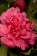  Alabama Beauty Camellia Sasanqua - 2.5 Quart Pot
