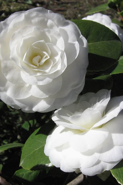  Alba Plena Camellia Japonica - 7 Gallon Pot (3-4')
