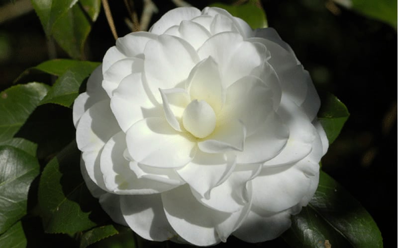  Alba Plena Camellia Japonica - 7 Gallon Pot (3-4')