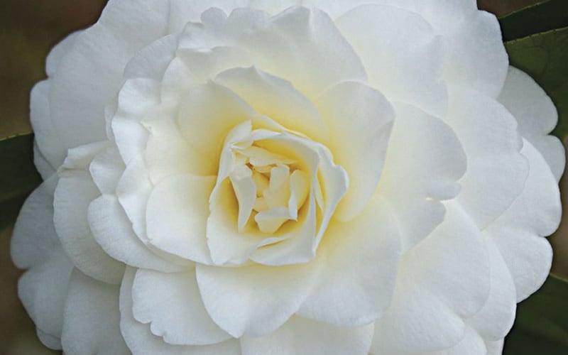  Alba Plena Camellia Japonica - 7 Gallon Pot (3-4')