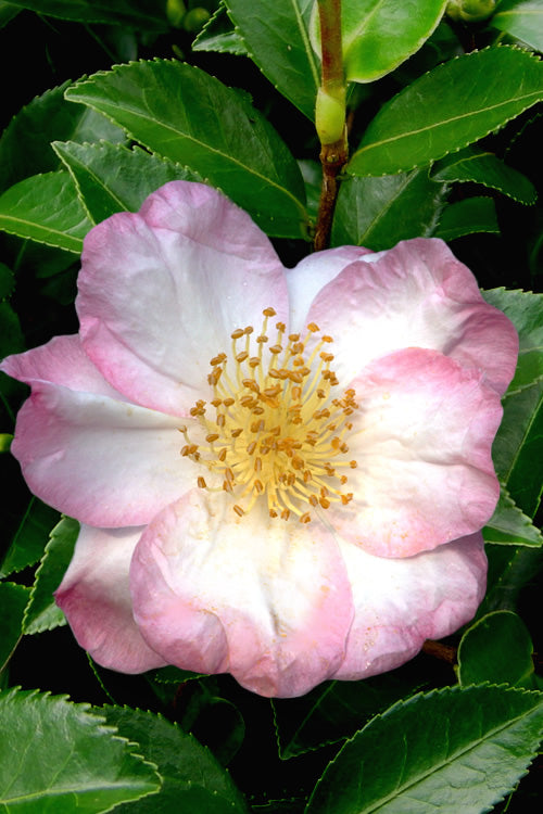  Apple Blossom Camellia Sasanqua - 1 Gallon Pot