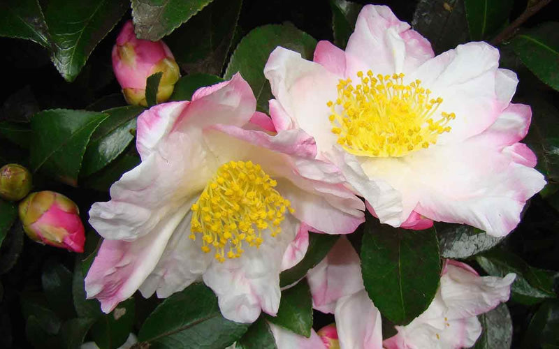  Apple Blossom Camellia Sasanqua - 1 Gallon Pot