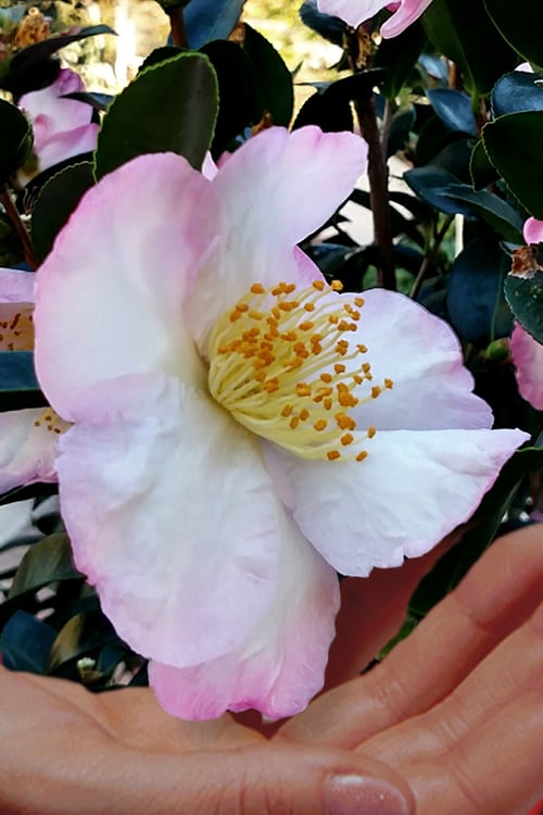 Apple Blossom Camellia Sasanqua - 3 Gallon Pot