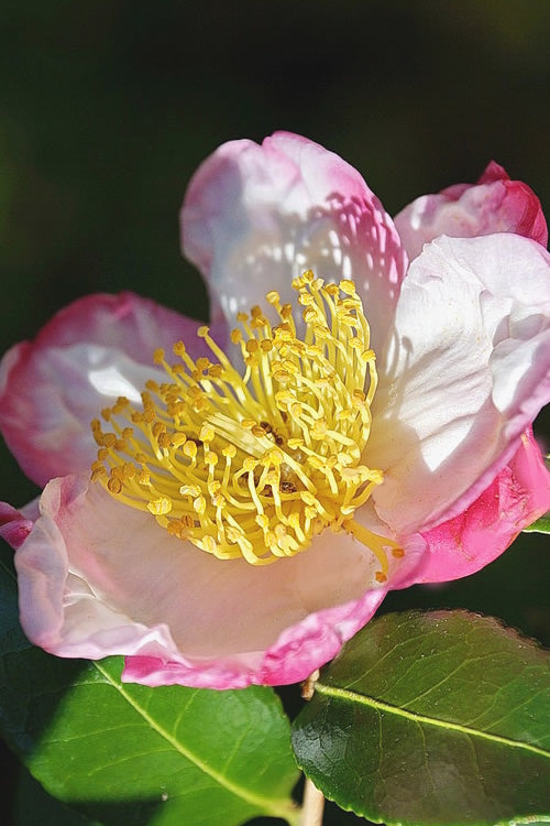  Apple Blossom Camellia Sasanqua - 3 Gallon Pot