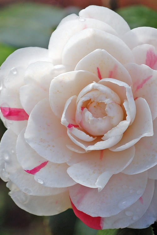  April Dawn Cold Hardy Camellia Japonica - 1 Gallon Pot