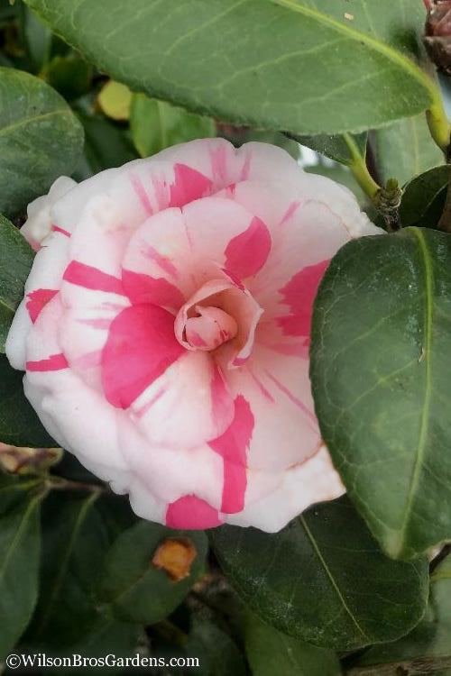  April Dawn Cold Hardy Camellia Japonica - 7 Gallon Pot