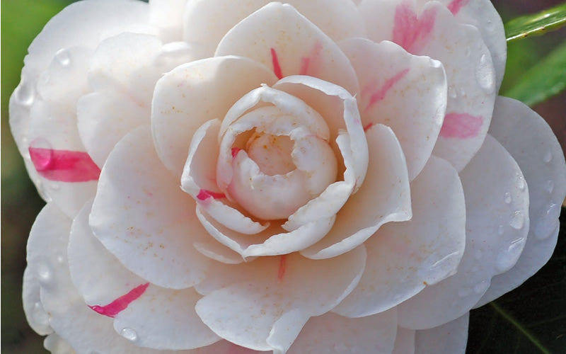  April Dawn Cold Hardy Camellia Japonica - 2.5 Gallon Pot