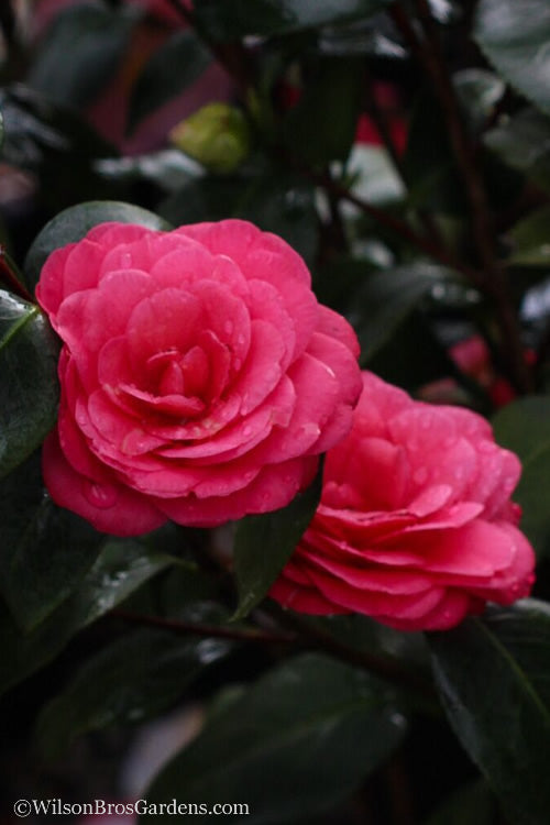  April Dawn Cold Hardy Camellia Japonica - 2.5 Gallon Pot