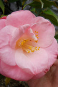  April Remembered Cold Hardy Pink Camellia Japonica - 1 Gallon Pot