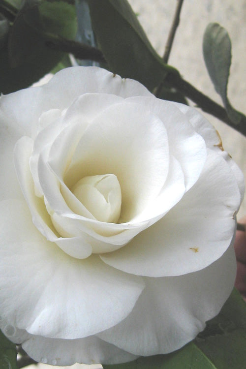 April Snow Camellia Japonica - 3 Gallon Pot