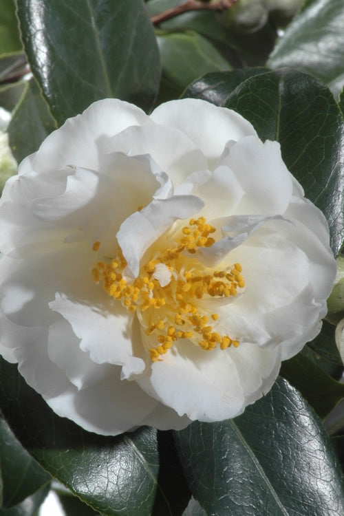 April Snow Camellia Japonica - 3 Gallon Pot