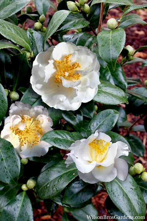  April Snow Camellia Japonica - 1 Gallon Pot