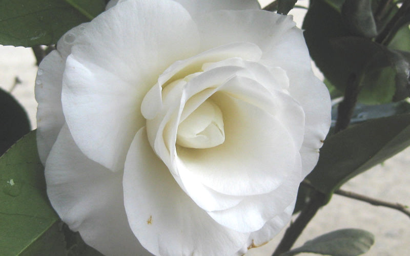  April Snow Camellia Japonica - 3 Gallon Pot
