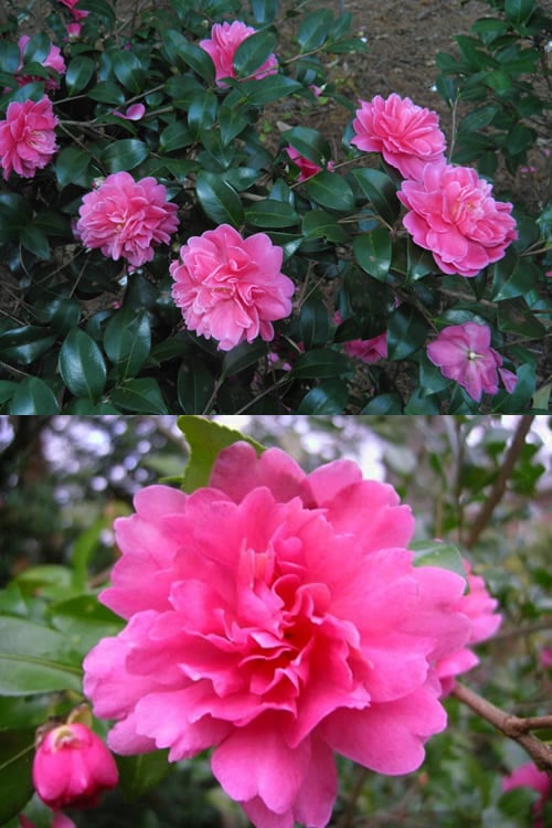  Autumn Spirit Camellia - Hybrid - 1 Gallon Pot 