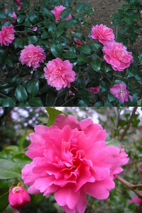  Autumn Spirit Camellia - Hybrid - 1 Gallon Pot