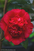  April Tryst Camellia Japonica - 2 Gallon Pot