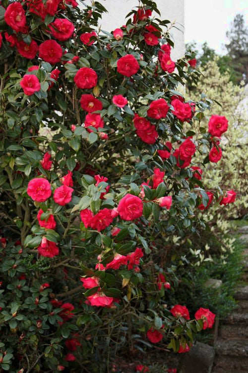  April Tryst Camellia Japonica - 2 Gallon Pot