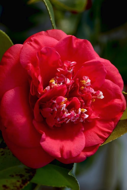  April Tryst Camellia Japonica - 3 Gallon Pot