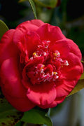  April Tryst Camellia Japonica - 3 Gallon Pot
