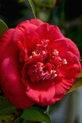  April Tryst Camellia Japonica - 7 Gallon Pot (4-5')