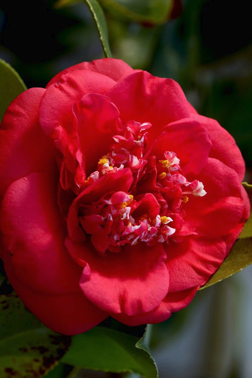  April Tryst Camellia Japonica - 2 Gallon Pot