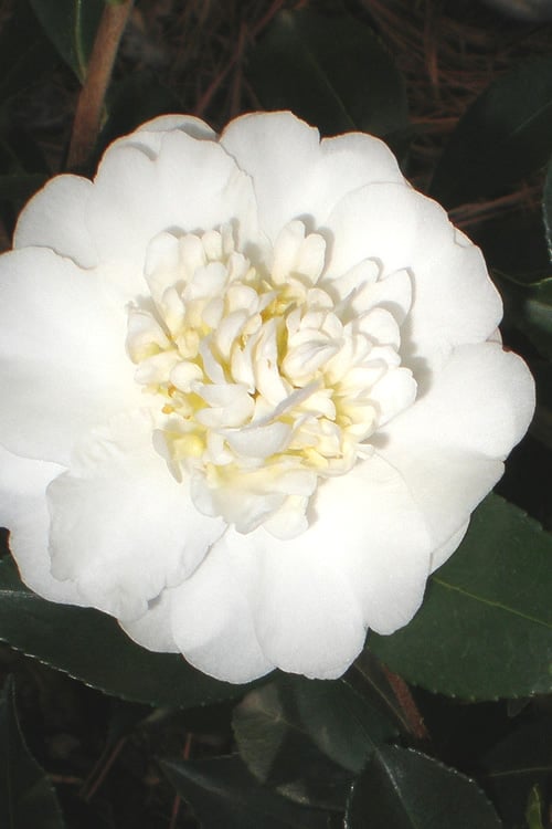  Autumn Rocket Camellia Sasanqua - 7 Gallon Pot (2.5-3') 
