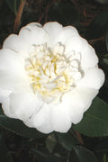  Autumn Rocket Camellia Sasanqua - 3 Gallon Pot