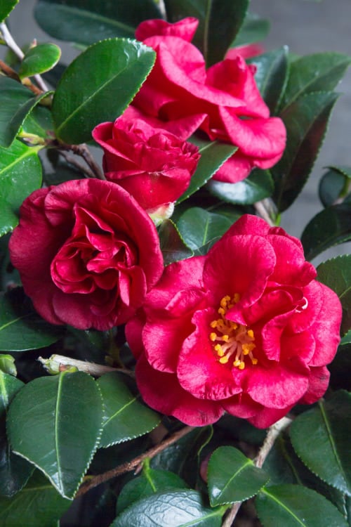  Bella Rouge Camellia Sasanqua - 2 Gallon Pot