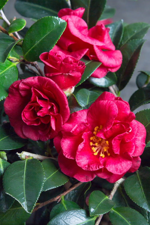  Bella Rouge Camellia Sasanqua - 2 Gallon Pot