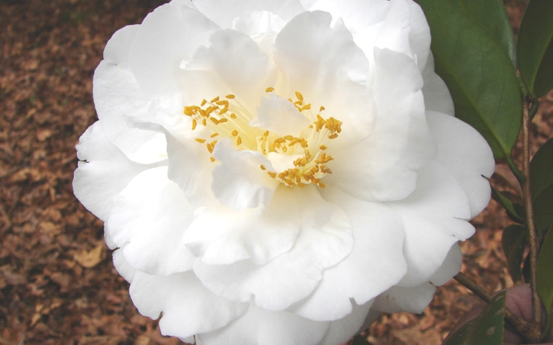  Bessie Battle Camellia Japonica - 3 Gallon Pot