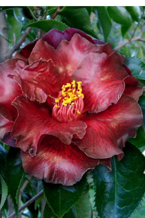  Black Magic Camellia Japonica - 1 Gallon Pot 