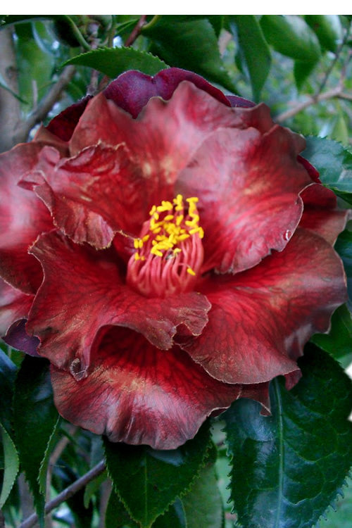  Black Magic Camellia Japonica - 3 Gallon Pot
