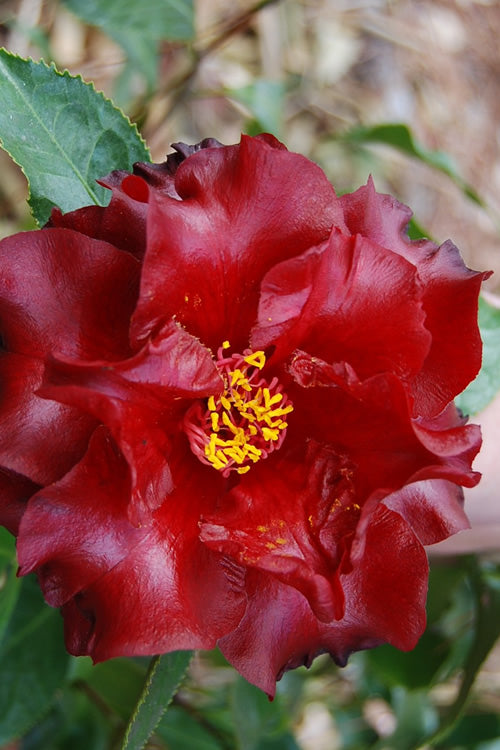  Black Magic Camellia Japonica - 5 Gallon Pot