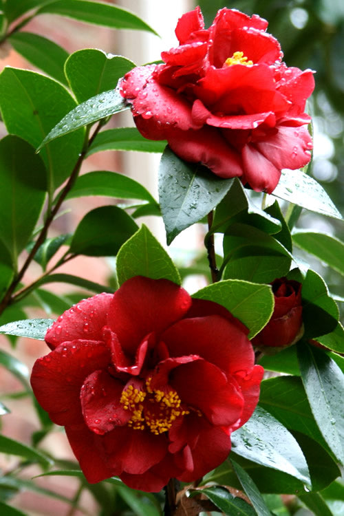  Bob Hope Camellia Japonica - 1 Gallon Pot