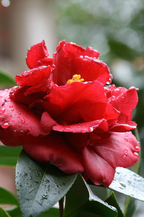  Bob Hope Camellia Japonica - 1 Gallon Pot