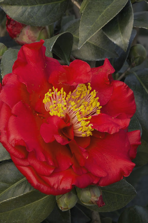  Bob Hope Camellia Japonica - 1 Gallon Pot